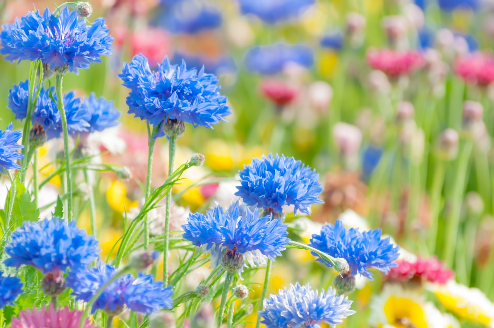 令和2年4月花畑 令和2年4月花畑