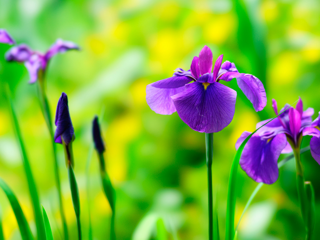 令和2年5月菖蒲 令和2年5月菖蒲