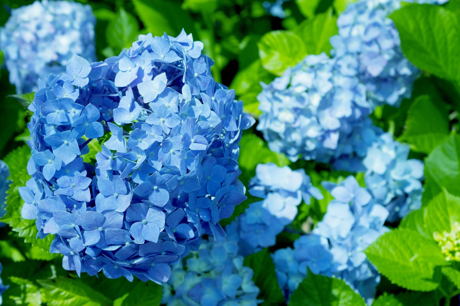 令和2年紫陽花 令和2年紫陽花